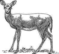 deer Coloring Pages To Print